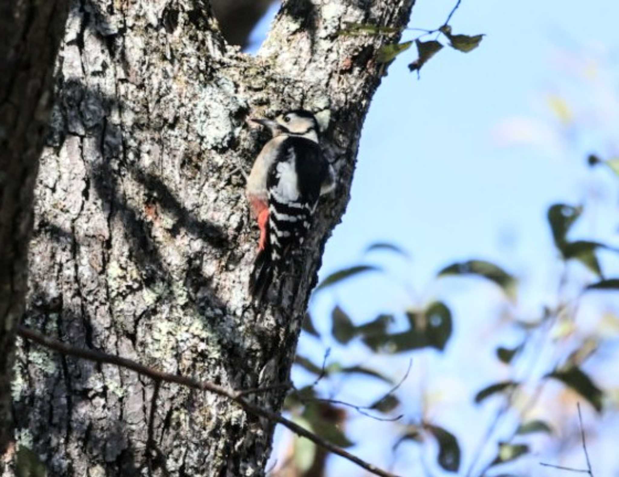 Great Spotted Woodpecker