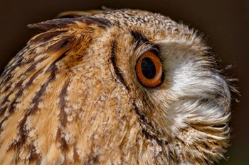 Eurasian Eagle-Owl 東京都多摩地域 Sun, 10/22/2023