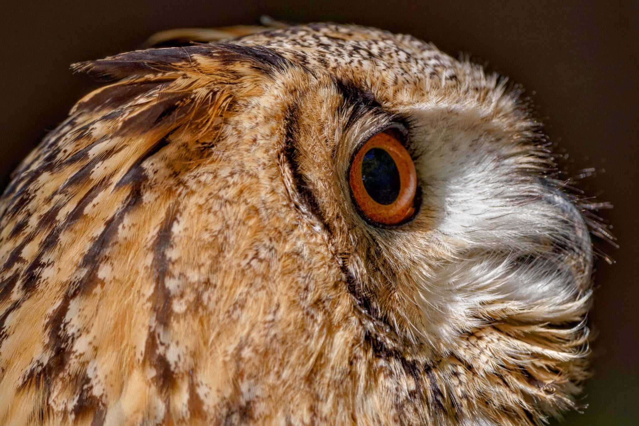 Photo of Eurasian Eagle-Owl at 東京都多摩地域 by アポちん