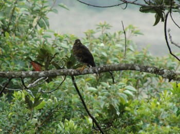 Island Thrush Mt. Hagen Unknown Date