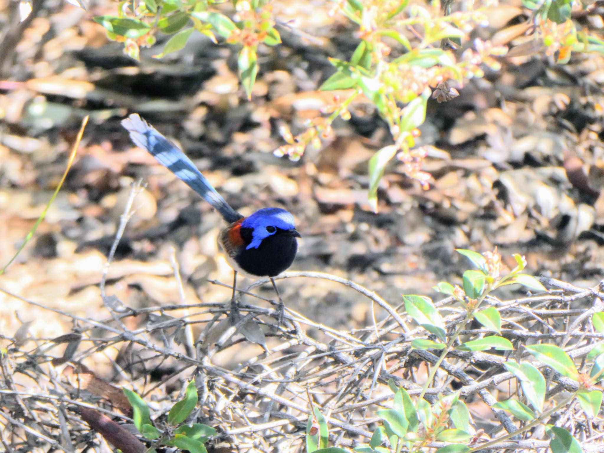 Dryandra Woodland, WA, Australia アオムネオーストラリアムシクイの写真 by Maki