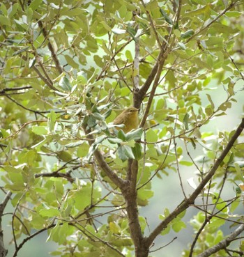 Common Chiffchaff フランス Sat, 10/14/2023