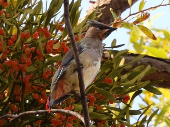 2023年10月26日(木) 真駒内公園の野鳥観察記録