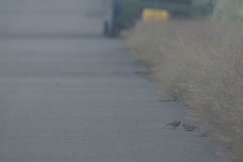 ヒバリ 渡良瀬遊水地 2023年10月11日(水)