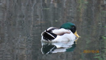 マガモ 仙台堀川公園(江東区) 2023年10月26日(木)