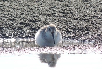 ハマシギ ふなばし三番瀬海浜公園 2023年10月24日(火)