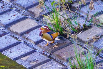 Mandarin Duck 厚木つつじの丘公園 Sun, 10/22/2023