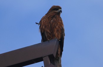 2023年10月26日(木) おごと温泉駅の野鳥観察記録