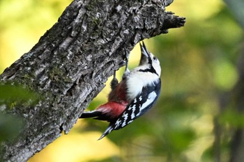 Great Spotted Woodpecker 荒川大麻生公園 Sun, 10/22/2023