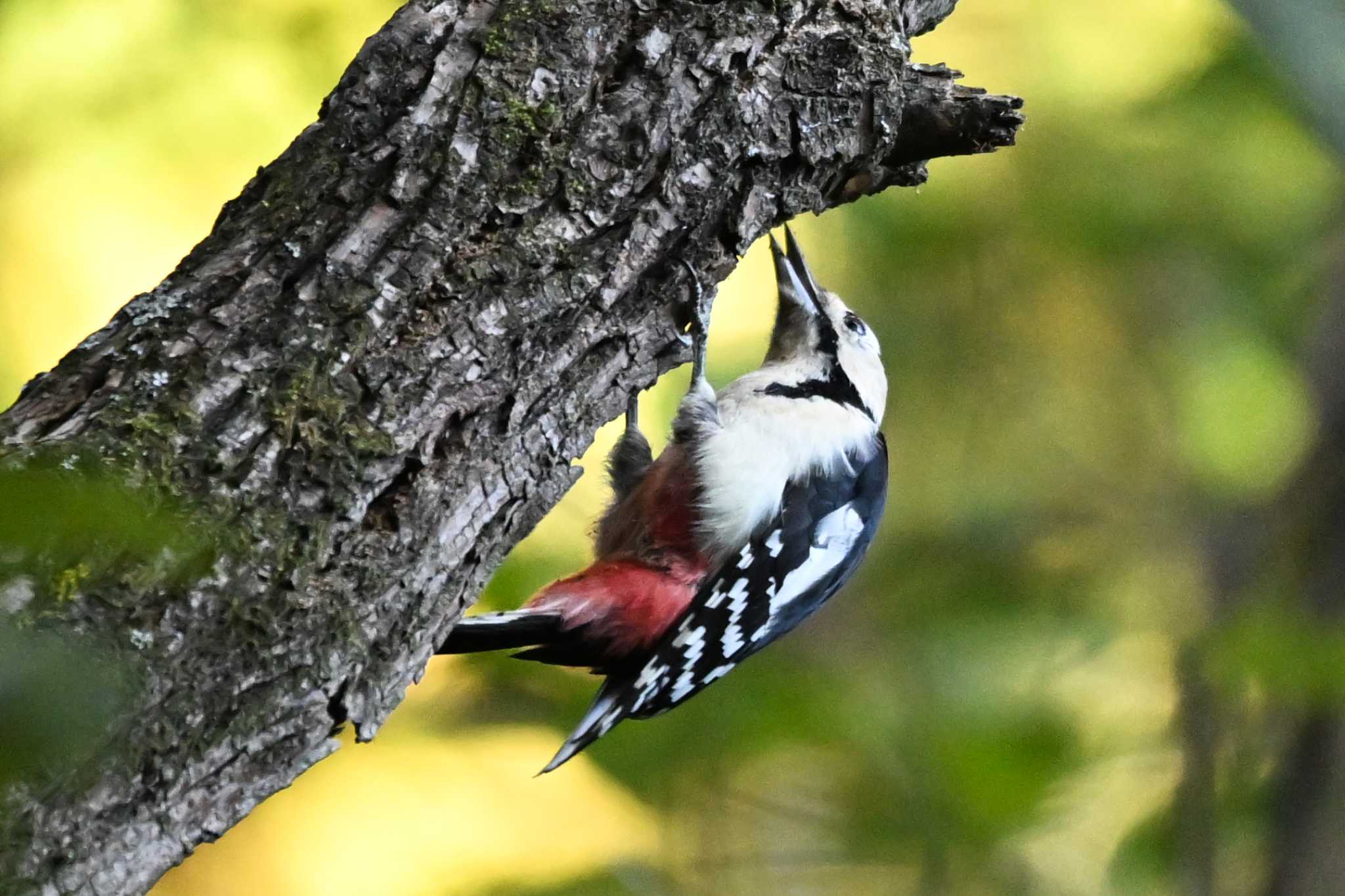 Photo of Great Spotted Woodpecker at 荒川大麻生公園 by Yokai