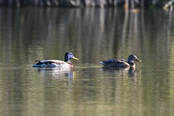 Mallard 黒浜沼 Thu, 10/26/2023