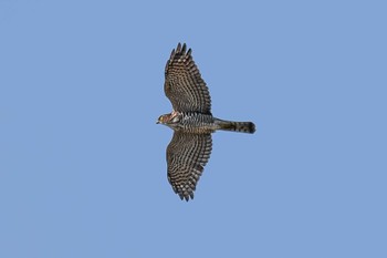 Japanese Sparrowhawk 黒浜沼 Thu, 10/26/2023