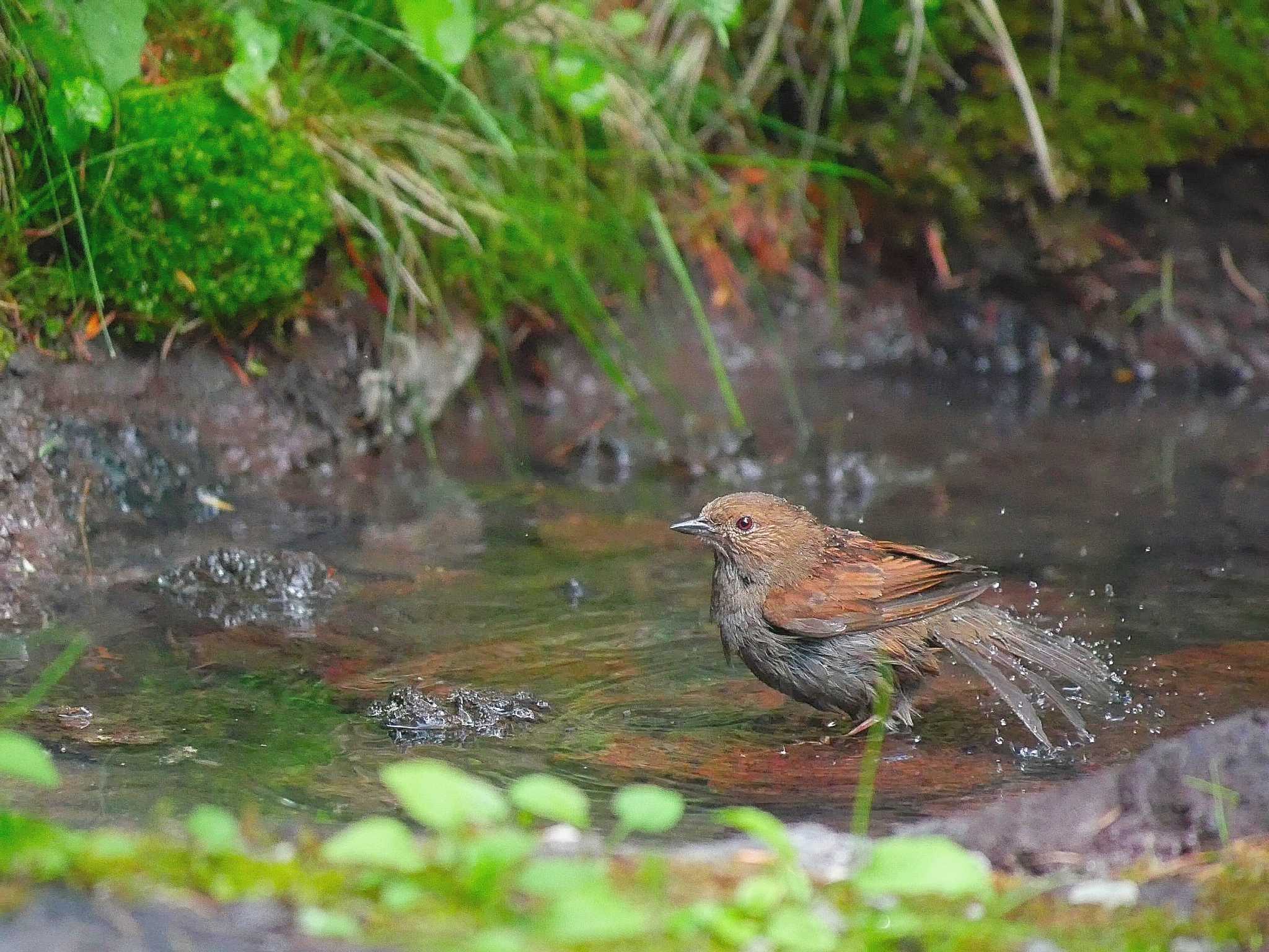 カヤクグリ