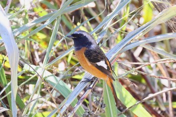 Daurian Redstart Showa Kinen Park Sun, 10/22/2023