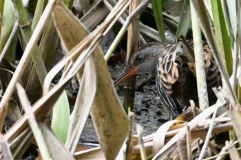 Brown-cheeked Rail Kitamoto Nature Observation Park Wed, 10/25/2023