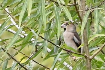 Hawfinch Kitamoto Nature Observation Park Wed, 10/25/2023