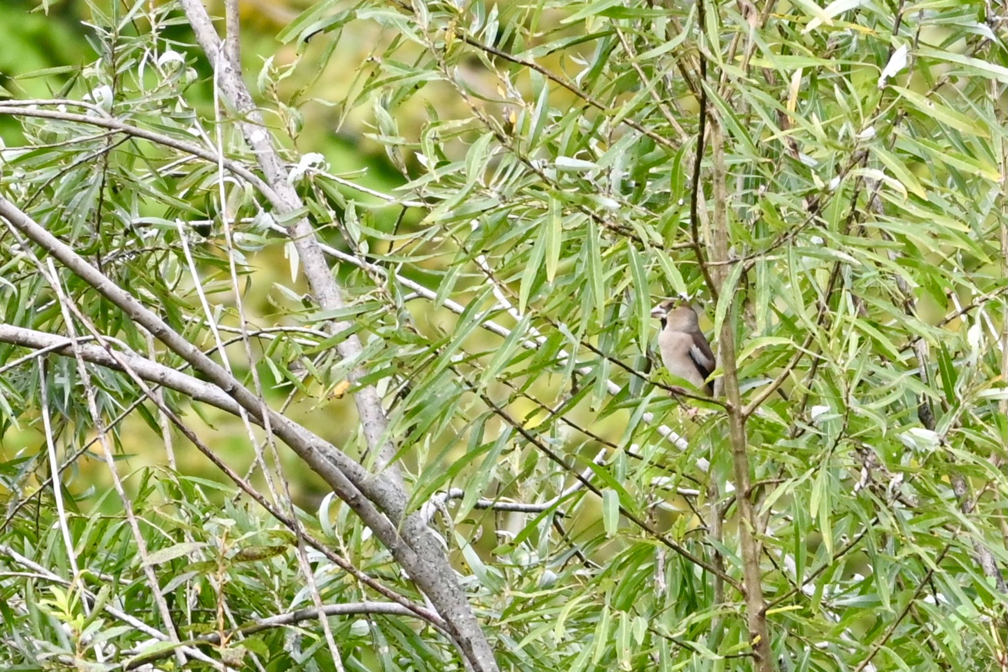 Photo of Hawfinch at Kitamoto Nature Observation Park by Z秀丸