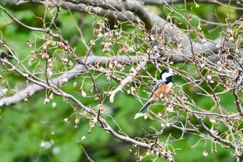 Varied Tit Kitamoto Nature Observation Park Wed, 10/25/2023