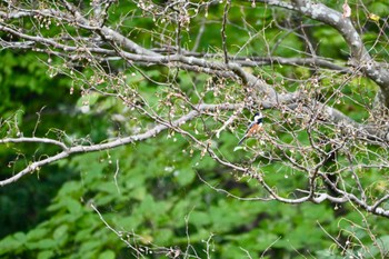 Varied Tit Kitamoto Nature Observation Park Wed, 10/25/2023