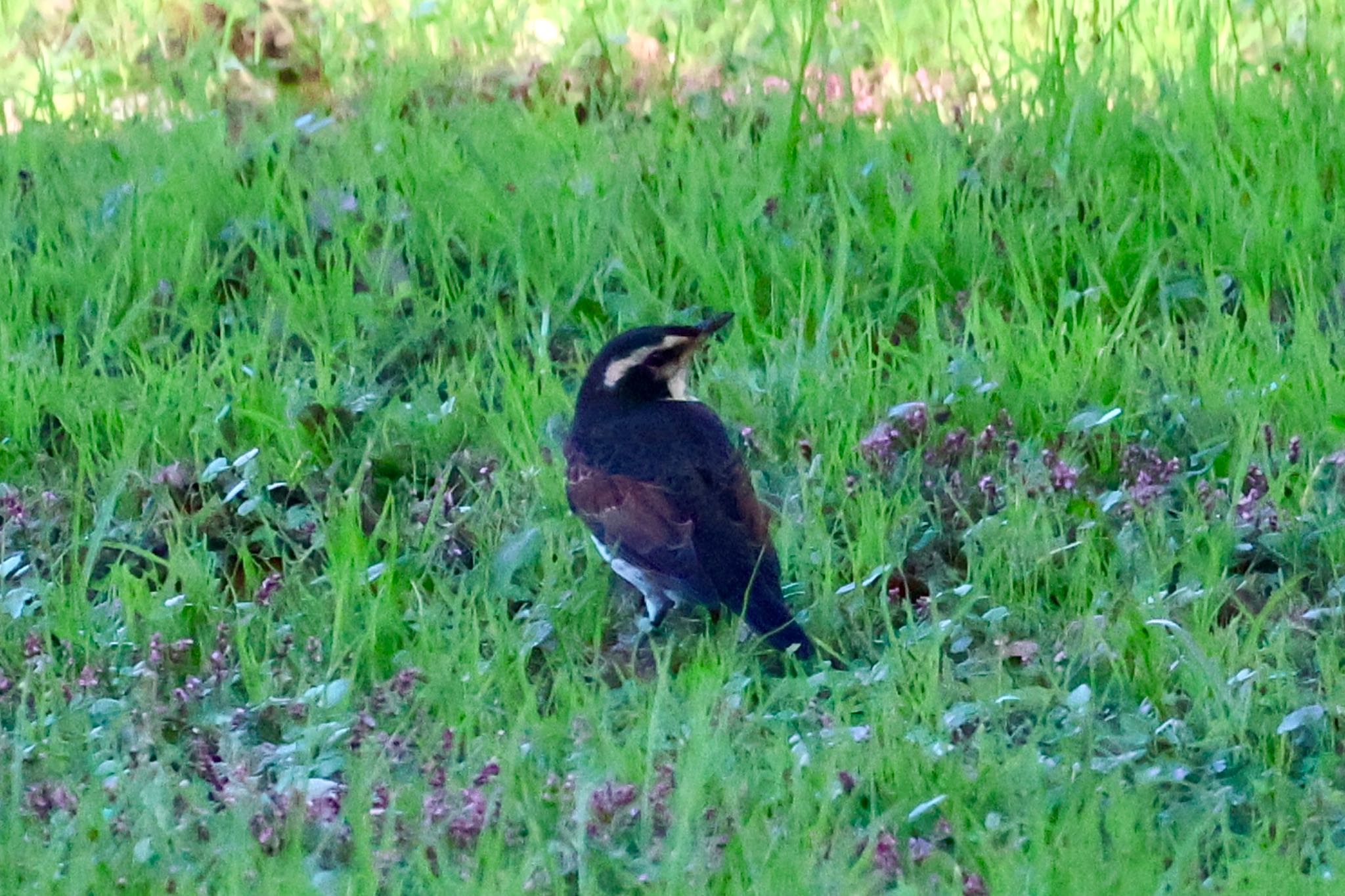 Dusky Thrush