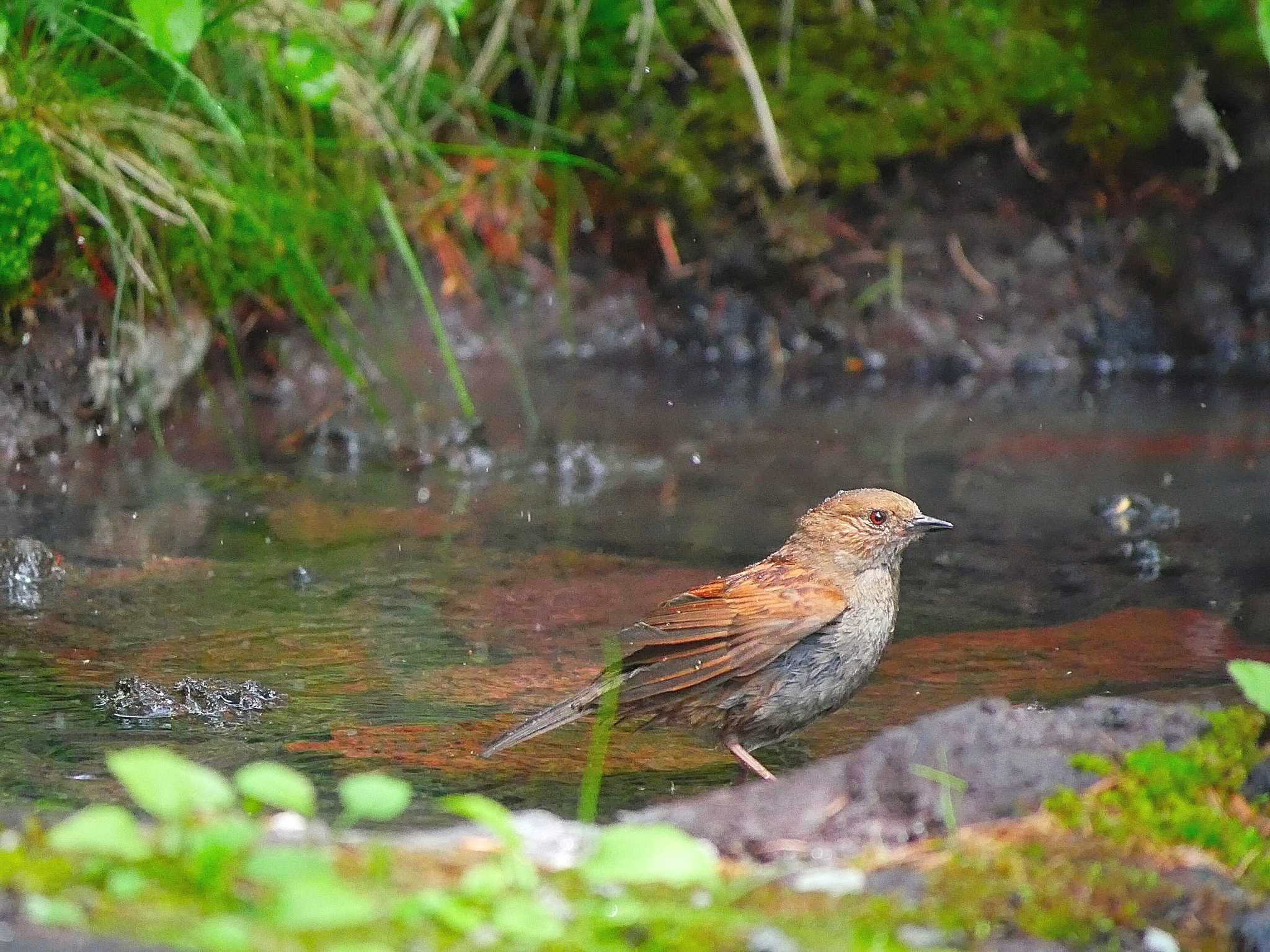 カヤクグリ