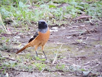 Daurian Redstart 千葉県柏市 Fri, 10/20/2023