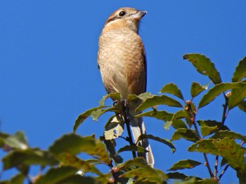 Bull-headed Shrike 各務野自然遺産の森 Thu, 10/26/2023