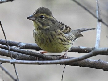 Masked Bunting 各務野自然遺産の森 Thu, 10/26/2023