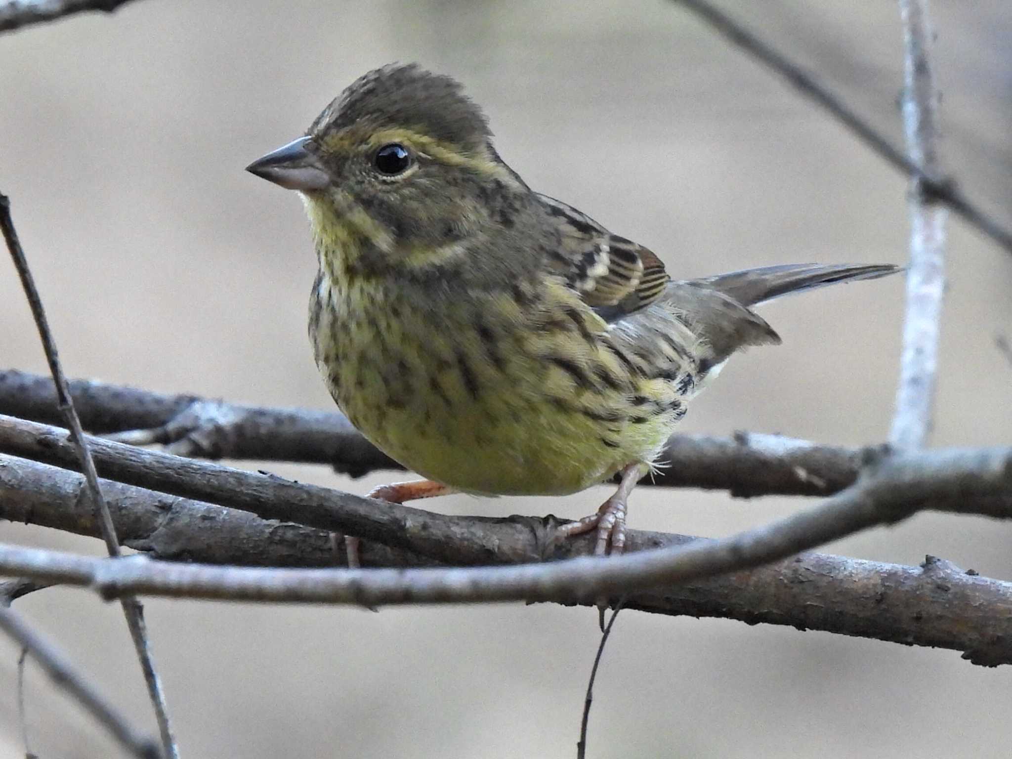 Photo of Masked Bunting at 各務野自然遺産の森 by 寅次郎