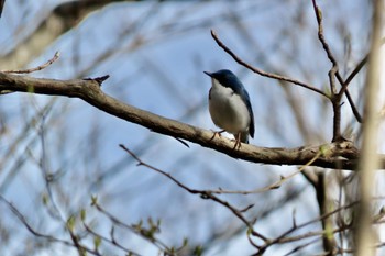 2023年4月29日(土) 矢板市の野鳥観察記録