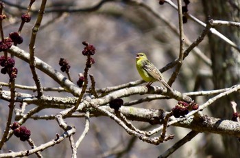 ノジコ 戸隠森林植物園(戸隠森林公園) 2023年5月4日(木)