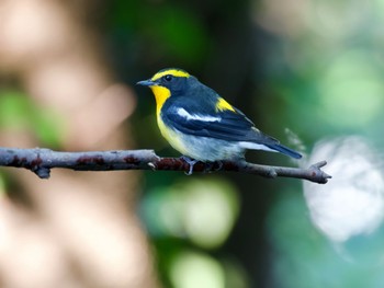 Narcissus Flycatcher 権現山(弘法山公園) Thu, 10/26/2023