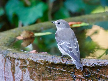 Grey-streaked Flycatcher 権現山(弘法山公園) Thu, 10/26/2023