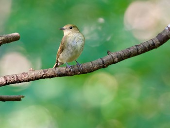 Narcissus Flycatcher 権現山(弘法山公園) Thu, 10/26/2023