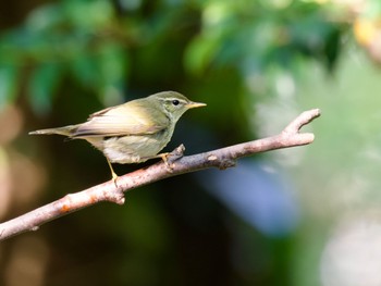 Eastern Crowned Warbler 権現山(弘法山公園) Thu, 10/26/2023