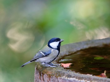 Japanese Tit 権現山(弘法山公園) Thu, 10/26/2023