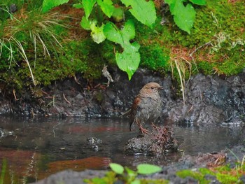 Japanese Accentor Okuniwaso(Mt. Fuji) Sat, 7/8/2017