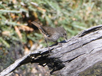 Spotted Scrubwren