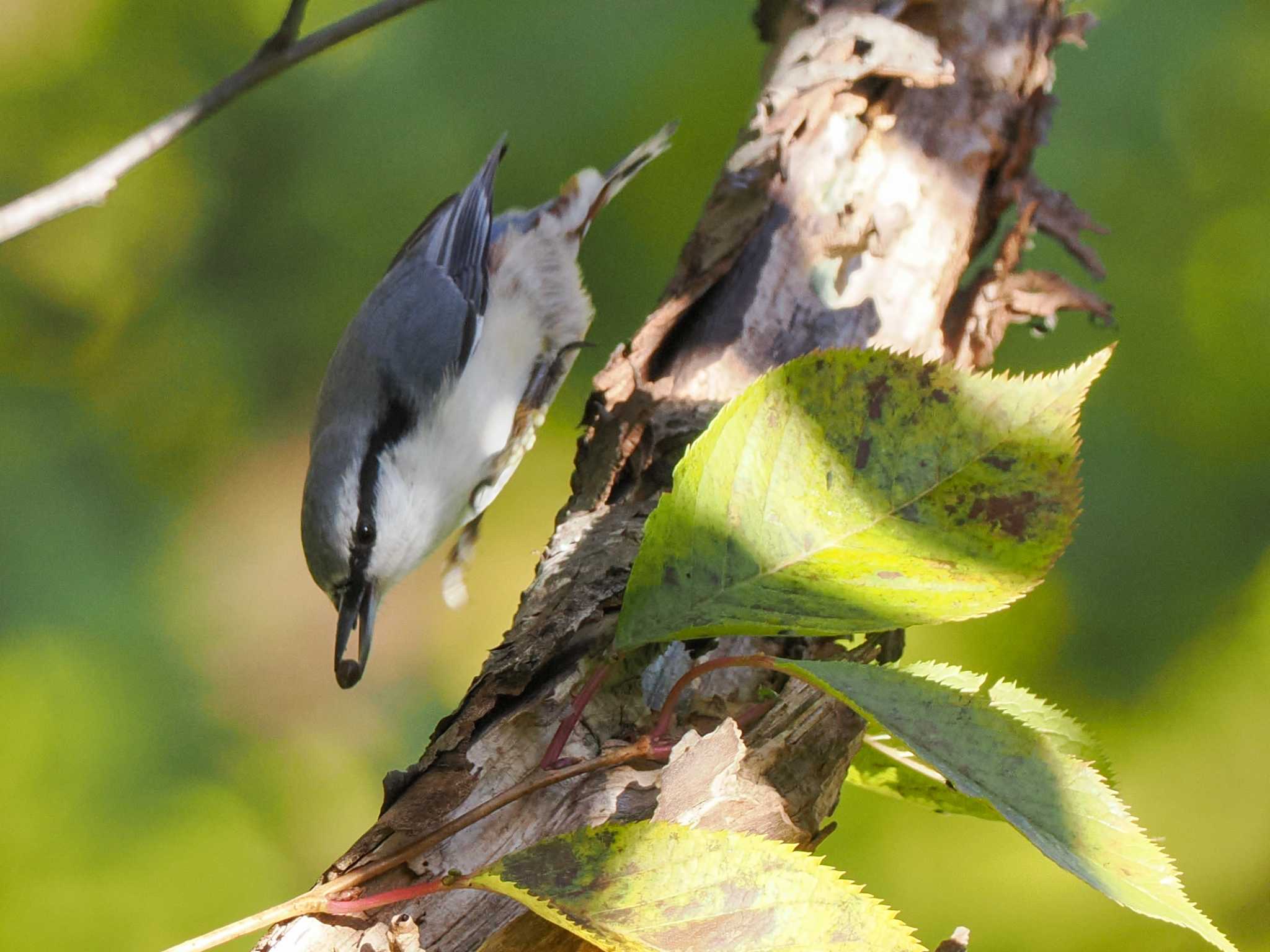 シロハラゴジュウカラ