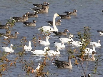 Snow Goose 舞鶴遊水地 Thu, 10/26/2023