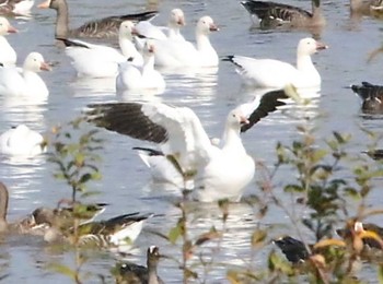 Snow Goose 舞鶴遊水地 Thu, 10/26/2023