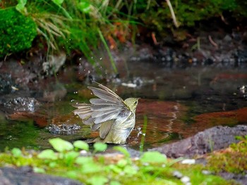 Japanese Leaf Warbler Okuniwaso(Mt. Fuji) Sat, 7/8/2017