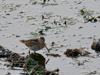 Common Snipe 境川遊水地公園 Thu, 10/26/2023