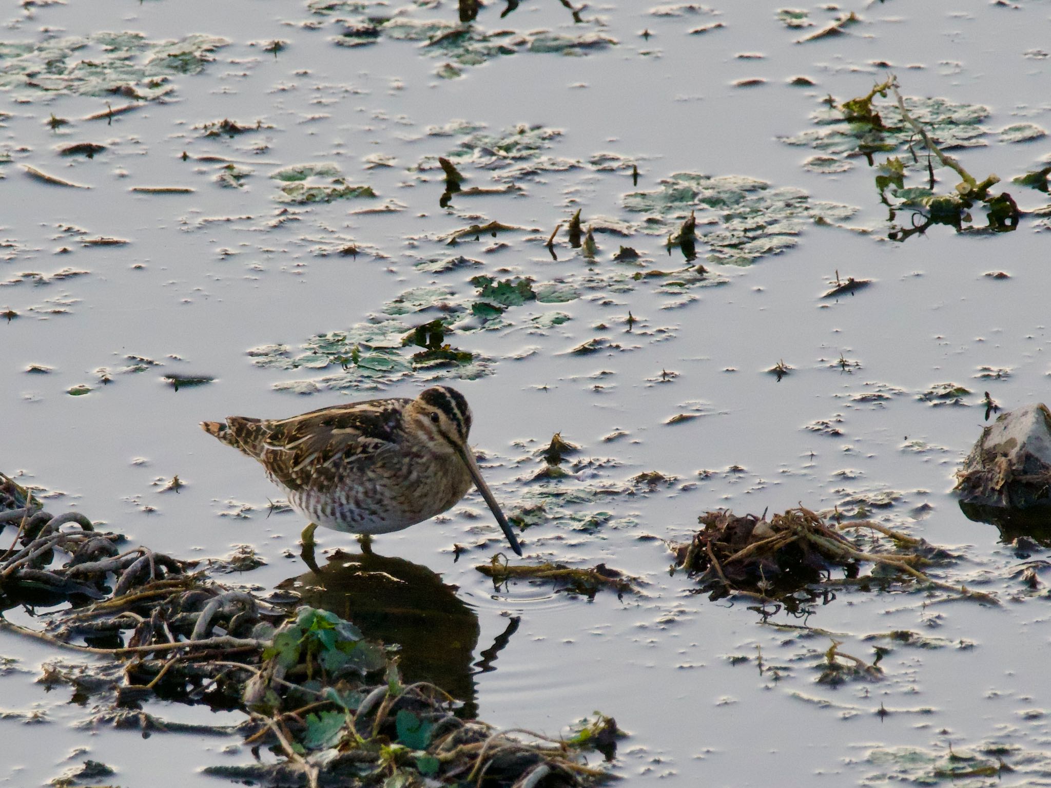 Common Snipe