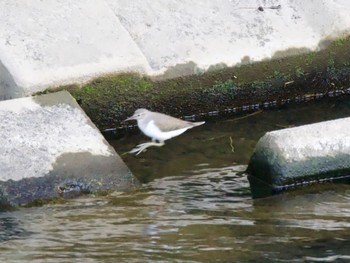 Common Sandpiper 境川遊水地公園 Thu, 10/26/2023