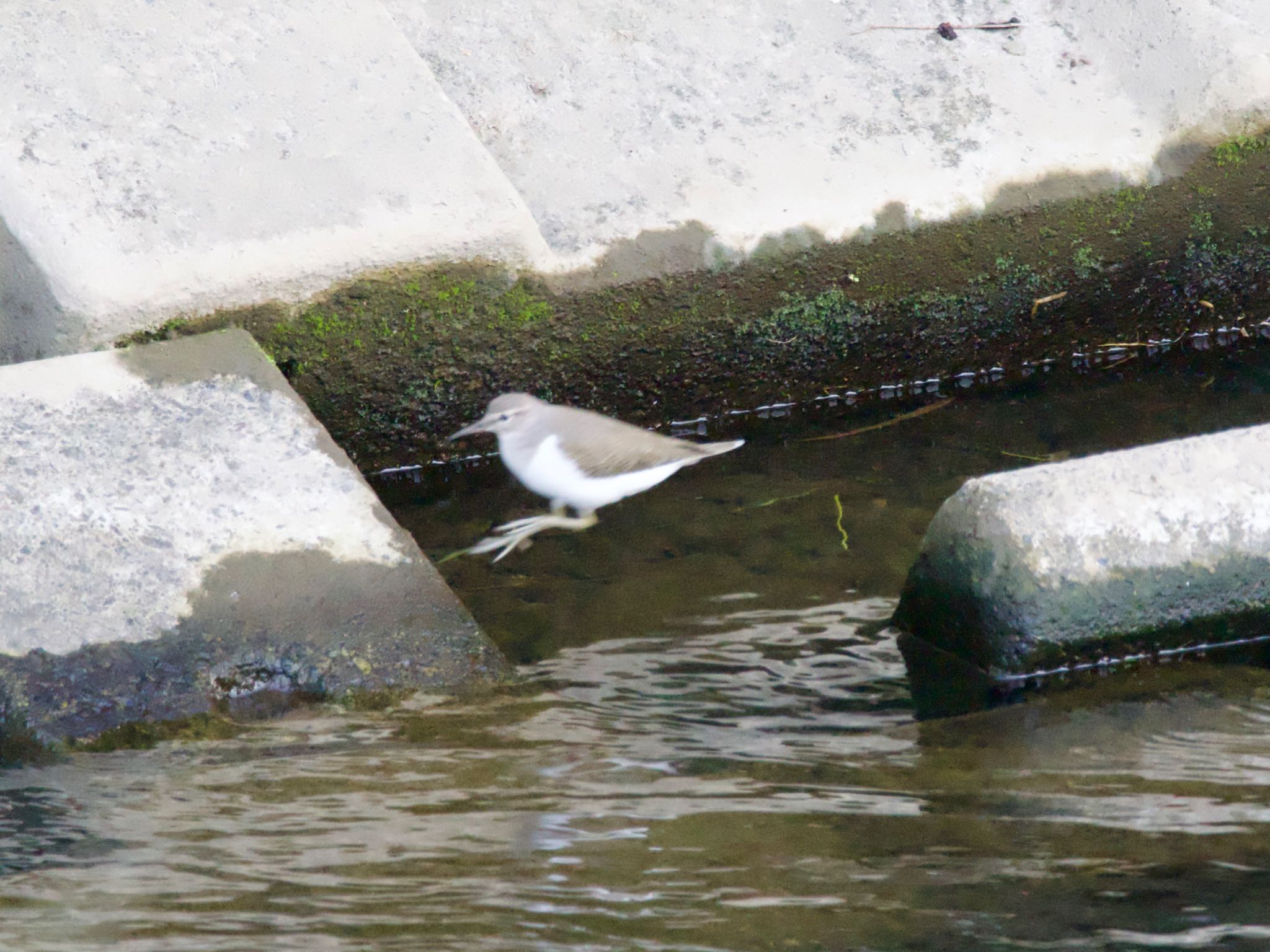 Common Sandpiper