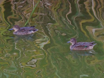 Eurasian Teal 境川遊水地公園 Thu, 10/26/2023