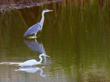 Great Egret 境川遊水地公園 Thu, 10/26/2023