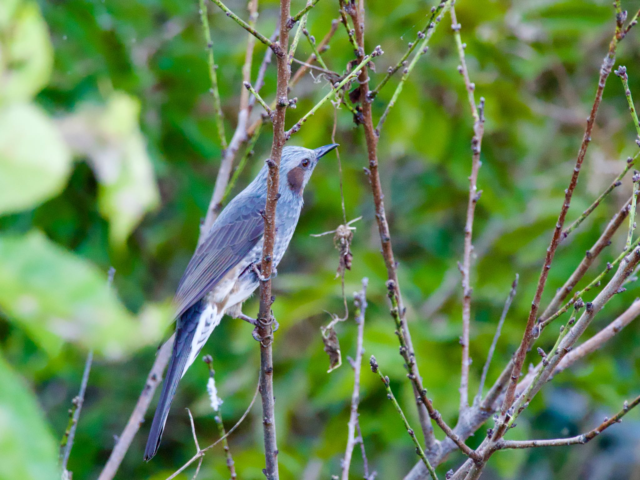 Brown-eared Bulbul