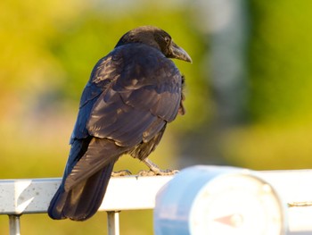 Carrion Crow 境川遊水地公園 Thu, 10/26/2023